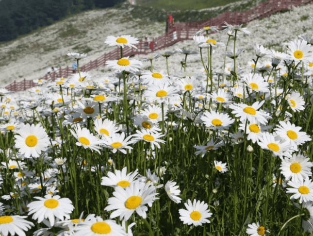 청옥산육백마지기