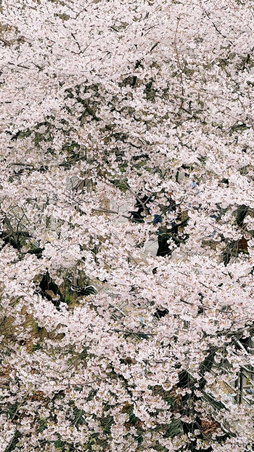 신대방역 벚꽃길