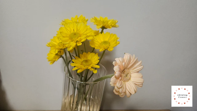 꽃님이-국화와 거베라-보름 지난 것