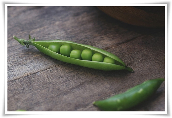 "10월 하순, 완두콩 심어보세요!" 겨울을 이겨낸 완두콩 건강한 영양소 듬뿍!