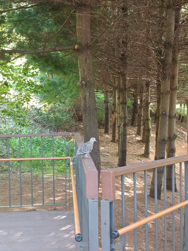 병목안 정자 옆 비둘기
