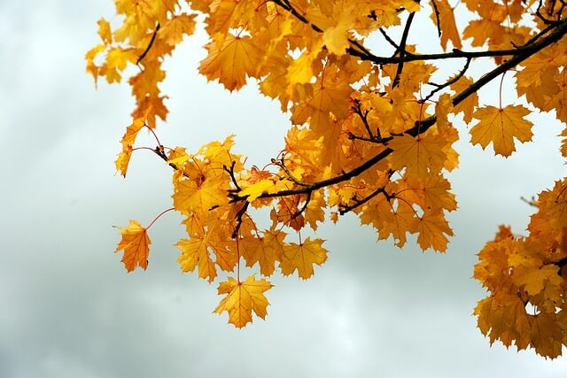 화담숲 모노레일 예약