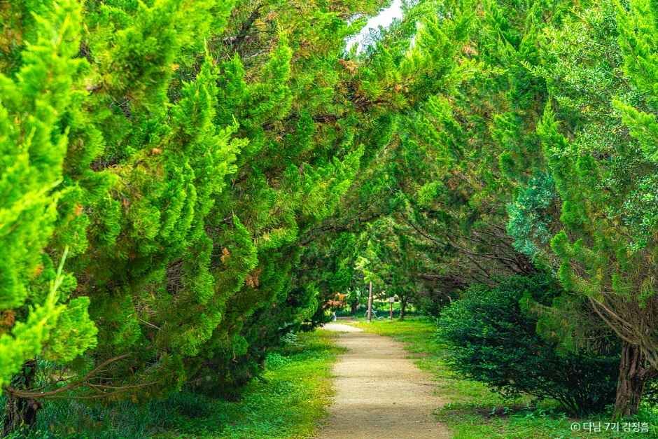 천개의 향나무숲