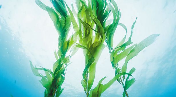 미역 효능 및 부작용