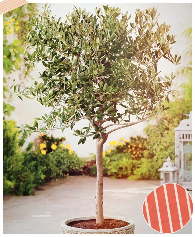 올리브 나무 키우는법 5가지 치명적 실수와 해결책 총정리를 안내_3