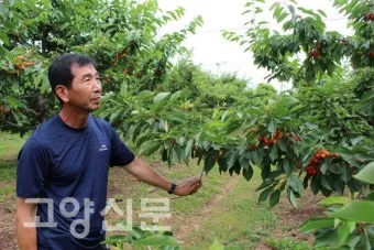 체리나무 재배법 건강한 과일 나무 키우기_29