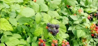 복분자 재배 지주 세우기 가지치기 병해 예방_9