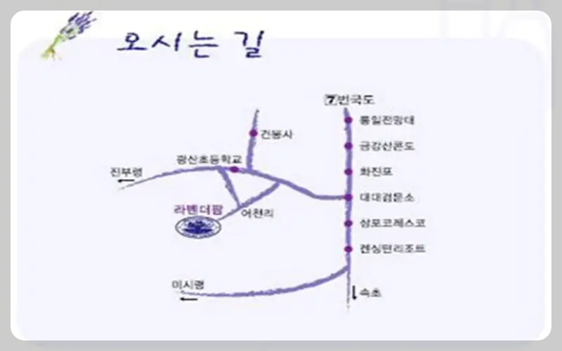 고성 라벤더 축제 하늬 라벤더 팜 가는 길