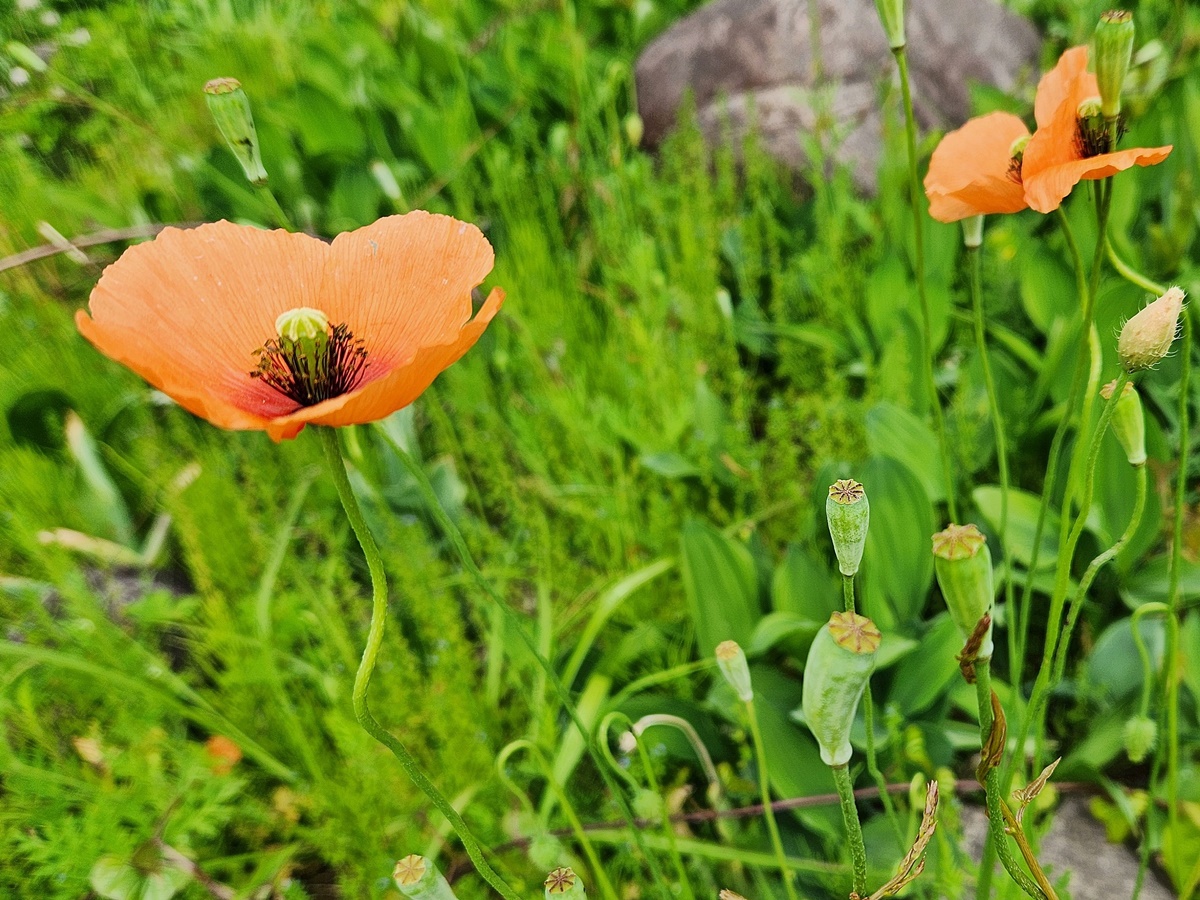 꽃양귀비(개양귀비)
