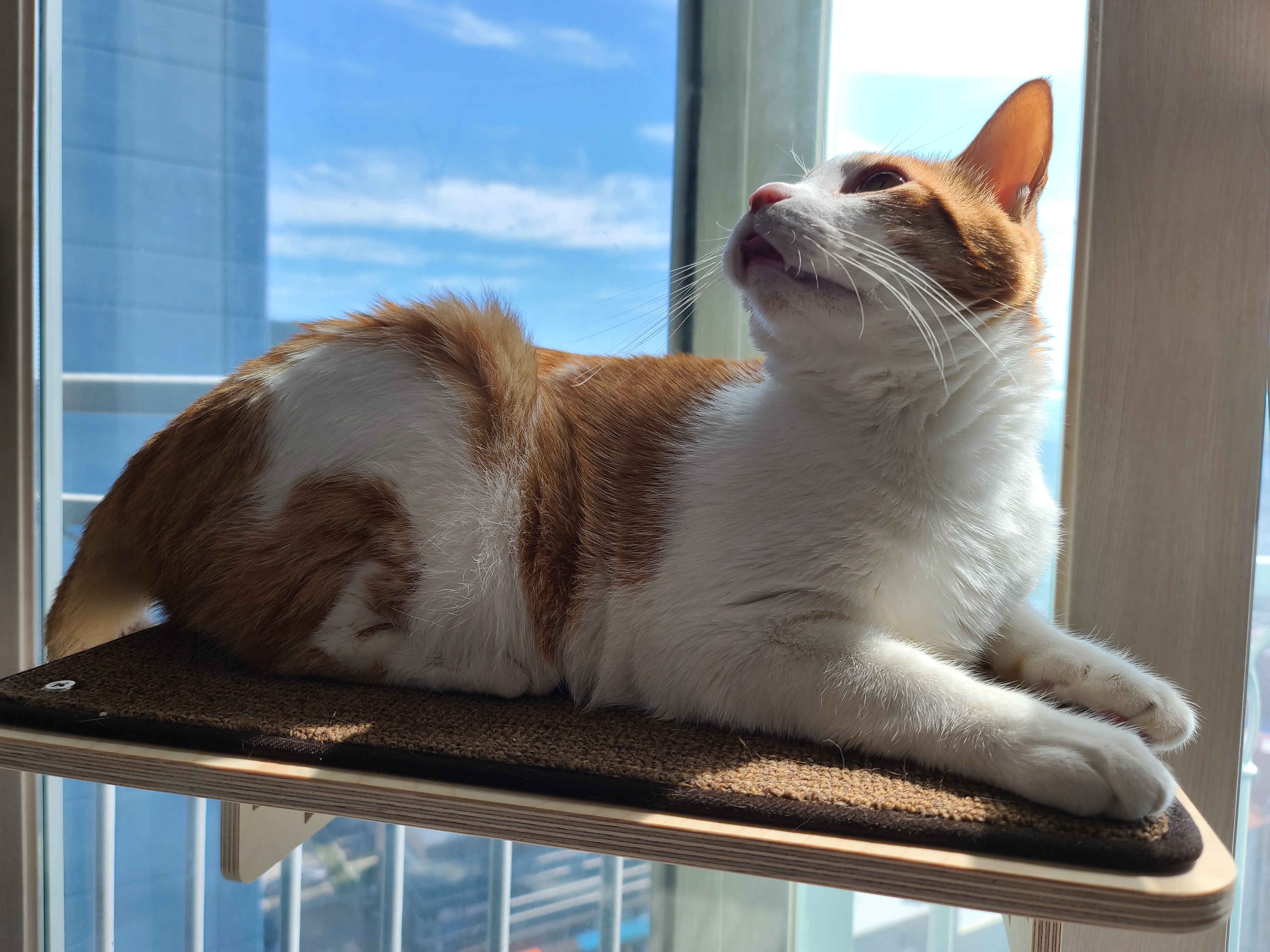 가을햇살 아래 팔색조 고양이 (feat. 카리스마도 있는 막둥이)