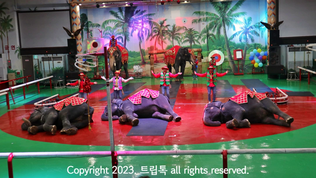 똑같이 동시에 누워있는 코끼리 세마리