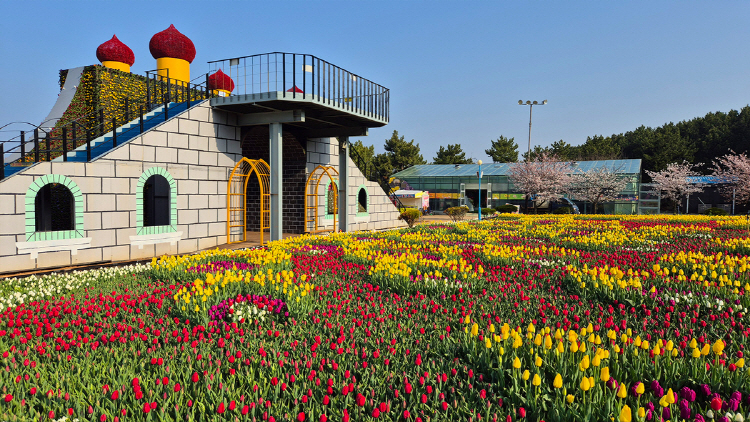 태안 튤립축제