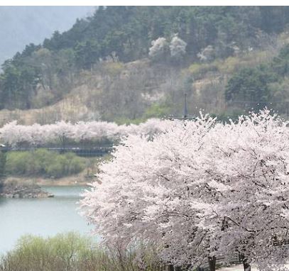 임실 벚꽃