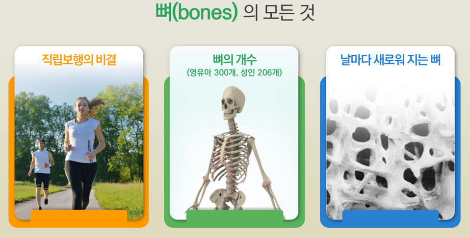 뼈의 모든것