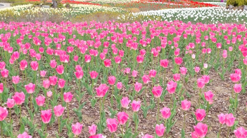 부산 벚꽃 명소(4)