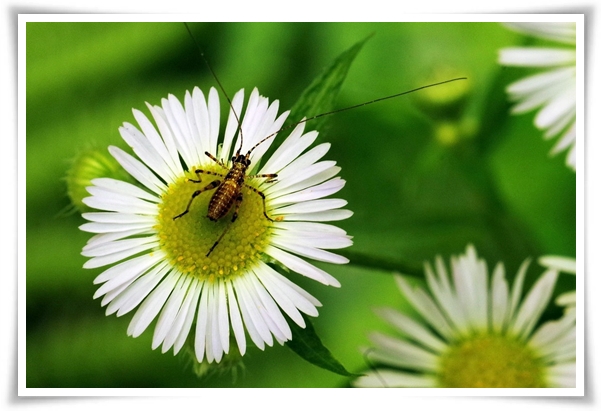 "마가렛" 상큼함으로 일상을 물들이는 꽃, 키우기부터 활용까지 완벽 가이드!