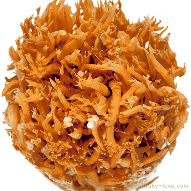 약용버섯 동충하초