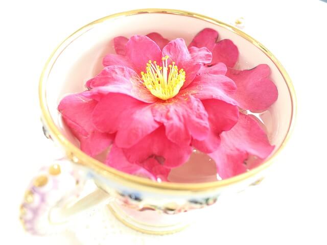 루이보스차의 효능