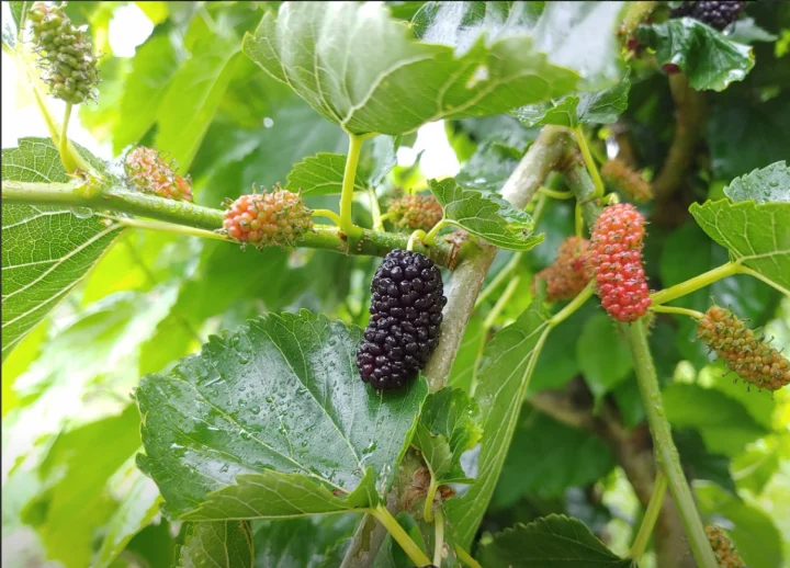 강화-석뽕오디농장