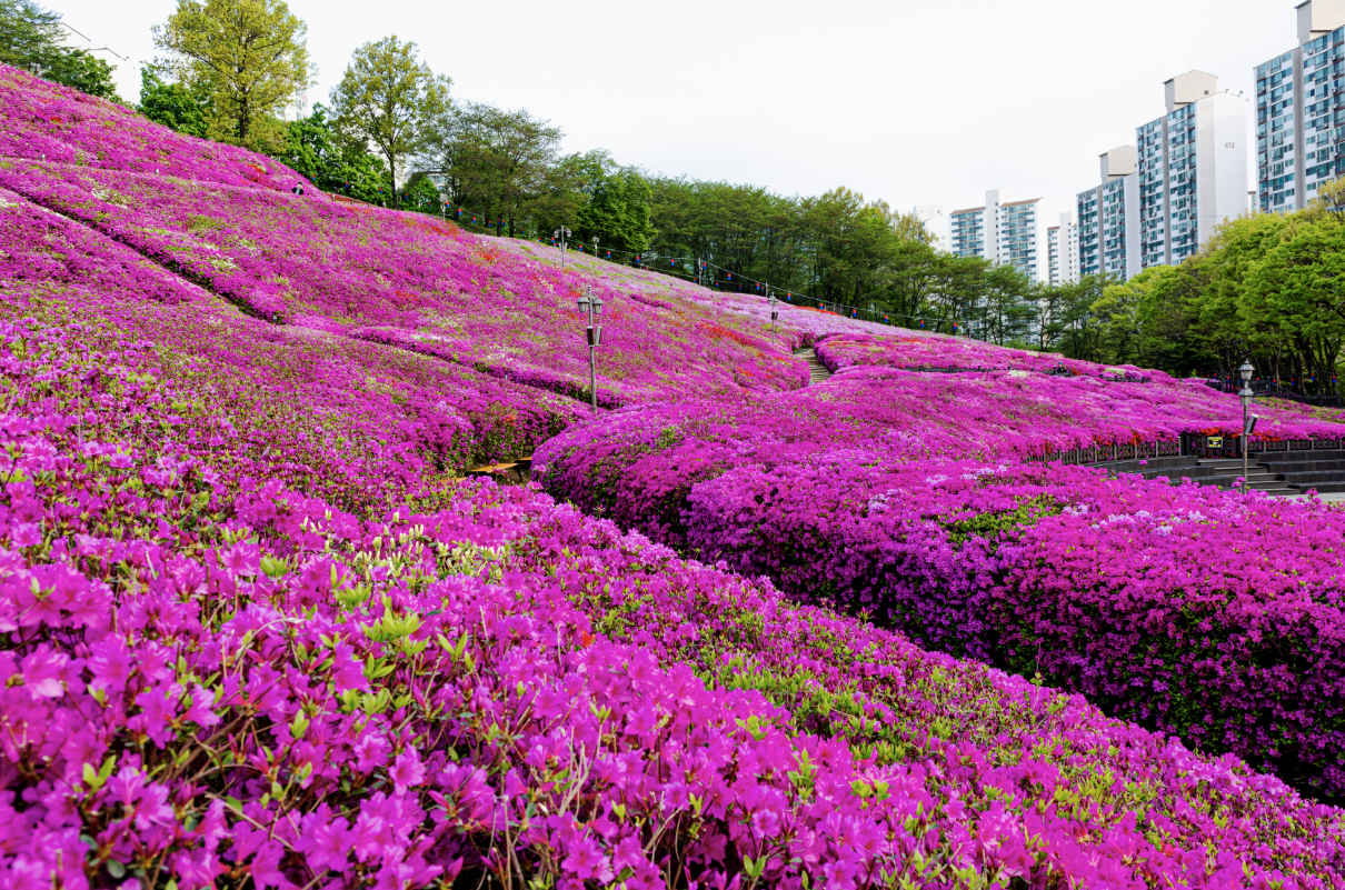2025년 군포철쭉축제