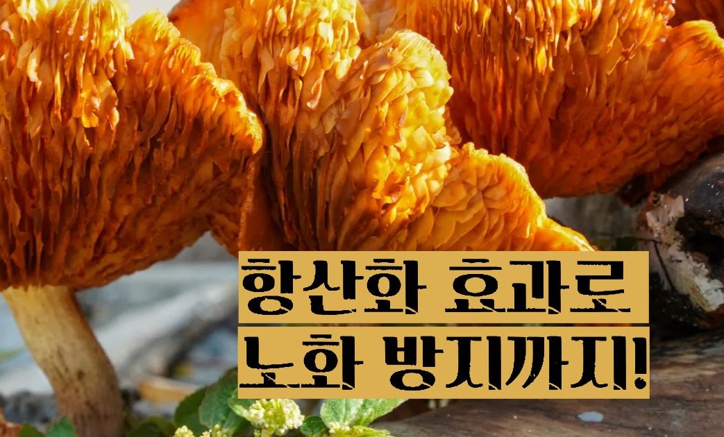 상황버섯 효능 부작용