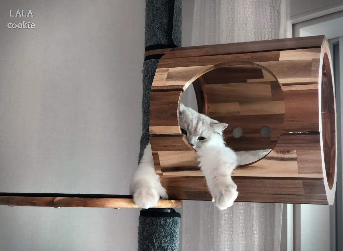 펫보험-보장내용-캣타워에서-쉬고-있는-고양이