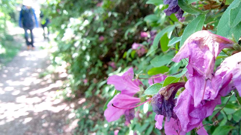 봉산·앵봉산 꽃