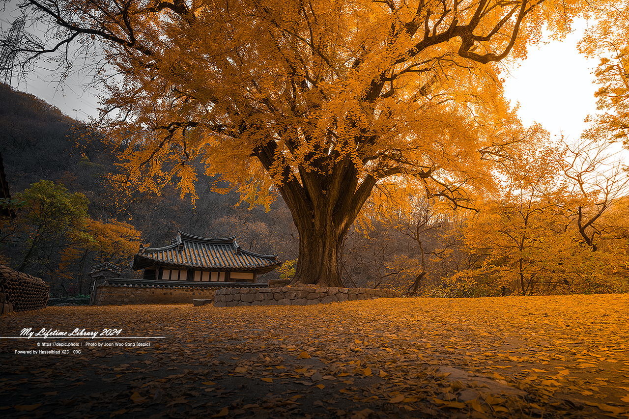 경주 운곡서원 은행 은행나무 가을
