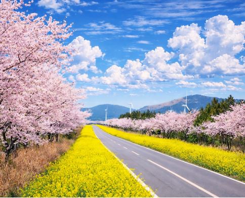 표선면 녹산로 유채꽃도로