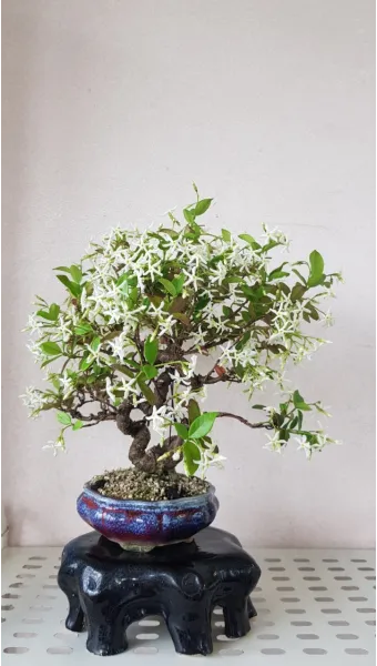 백화등 키우기 삽목방법 가지치기 꽃 노지월동까지_8