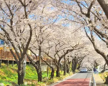 하동 십리벚꽃길 개화상황_8