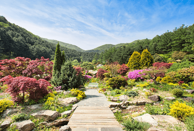 아침고요수목원 국화축제