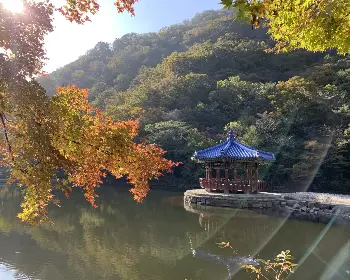 내장산 단풍_14