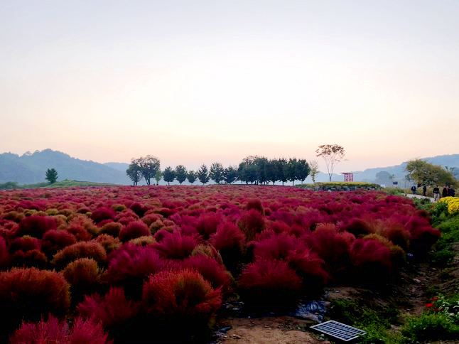 연천 임진강 댑싸리 공원