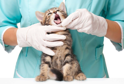 잇몸을 치료 중인 고양이.