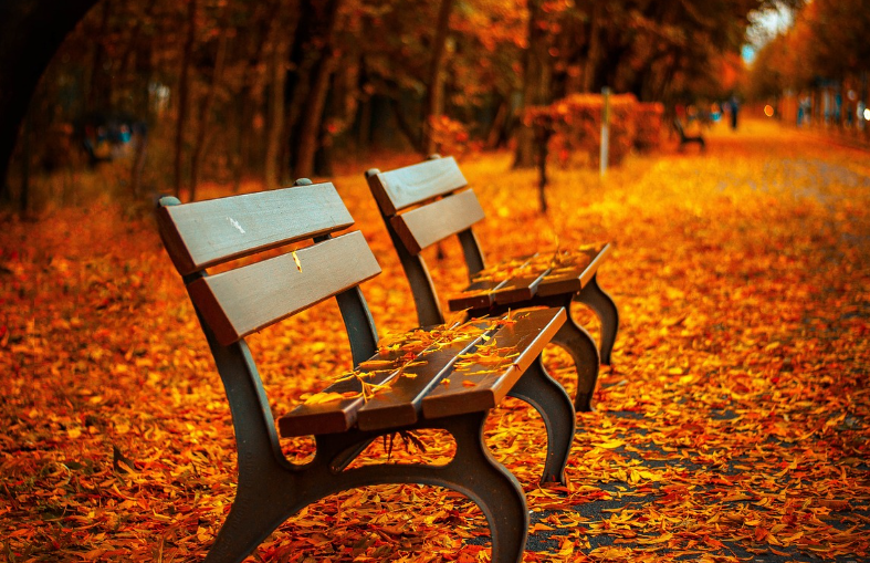 가을 단풍 사진