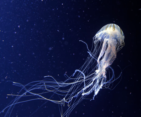 해파리에 쏘였을 때 대처법 경험담과 응급처치 방법