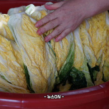절임배추 20kg 몇포기
