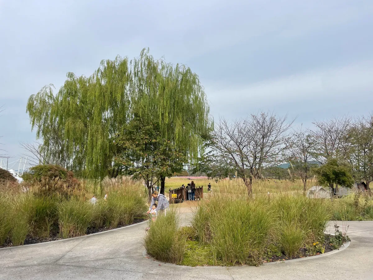 서울-근교-나들이-가볼만한곳-추천-억새-코스모스-시흥갯골생태공원-무료-주차-꿀팁