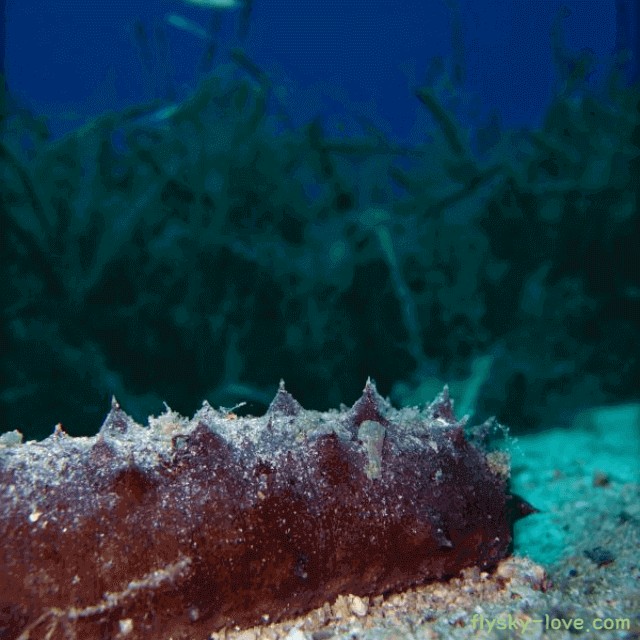 해삼 고르는 법