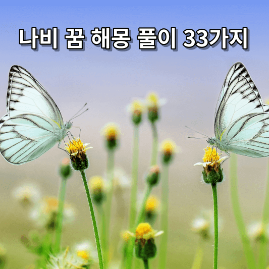 나비 꿈 해몽 풀이