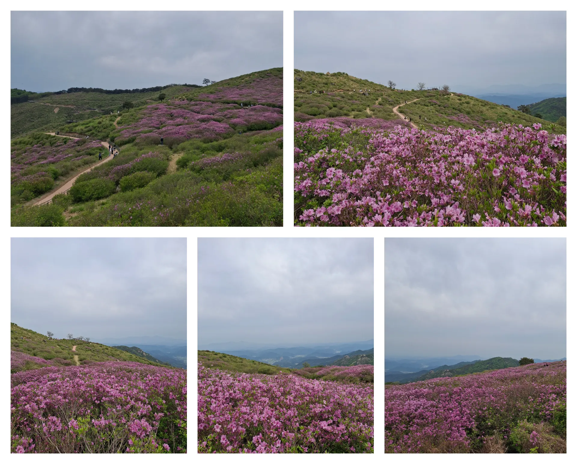 봄 황매산