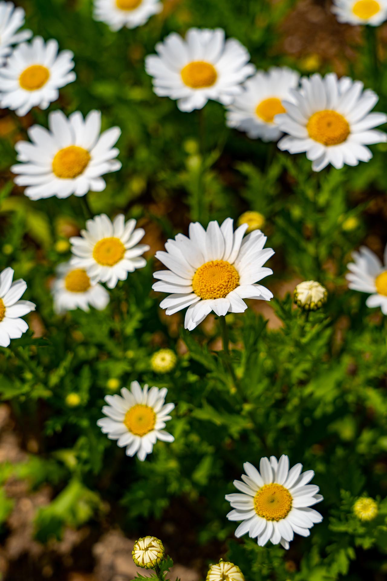 경주 첨성대 봄 꽃밭