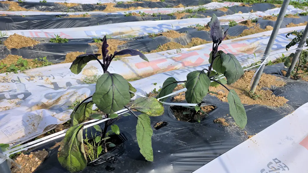 농막21
