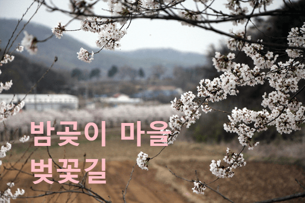 밤곶이 마을 벚꽃길 사진