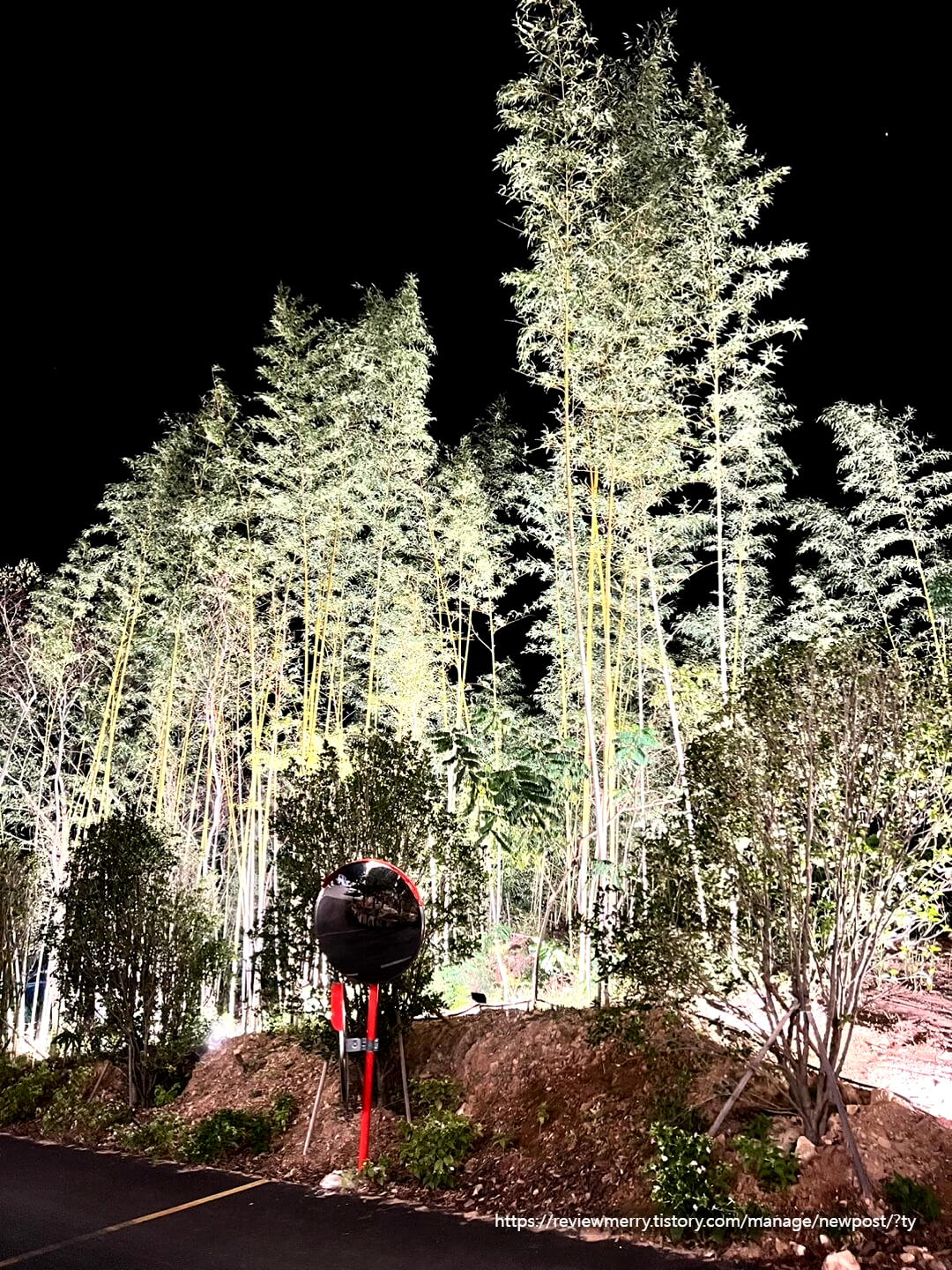 숲 야경