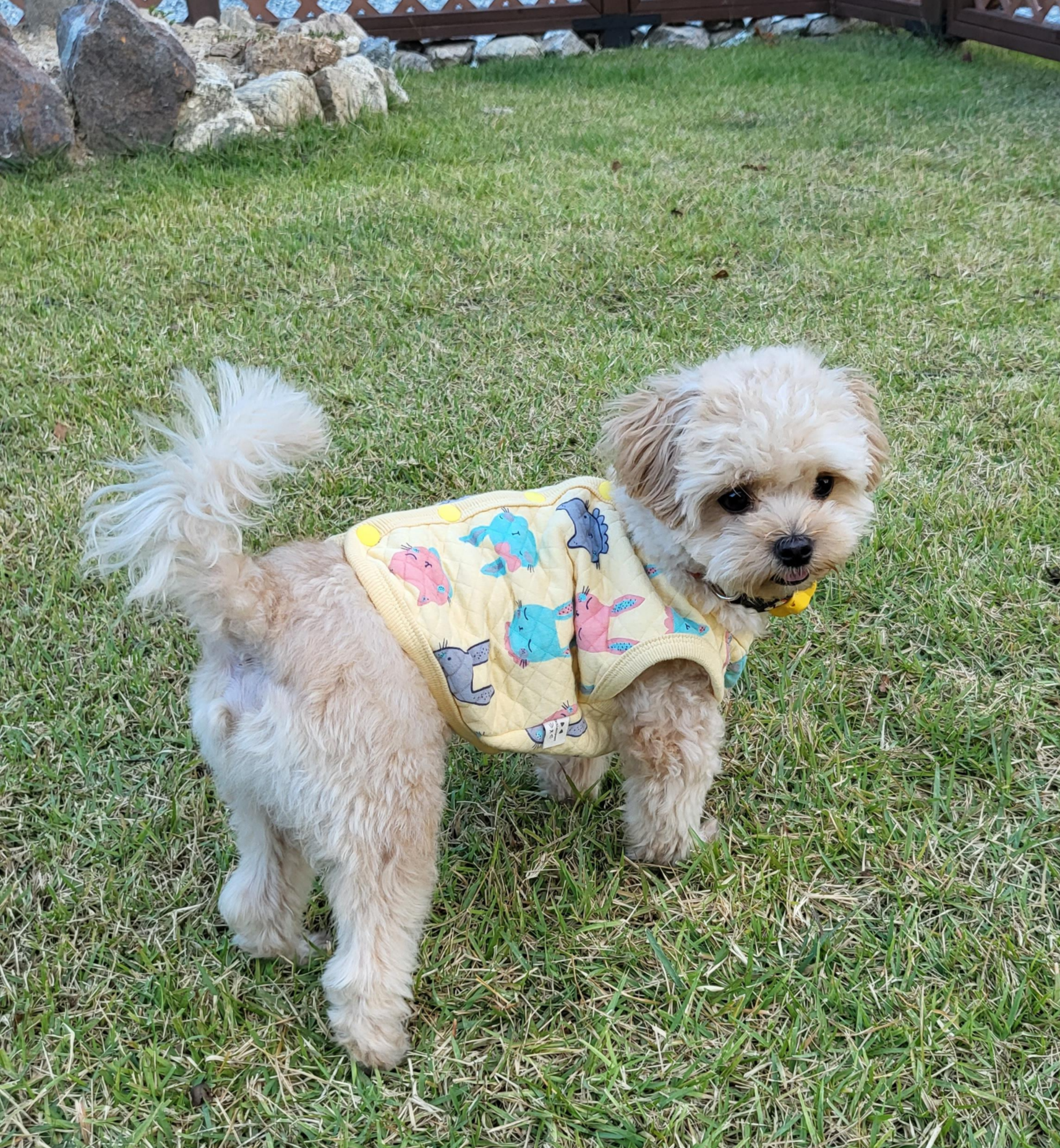 강아지껌붙었을때
강아지껌먹었을때
강아지껌삼켰을때
