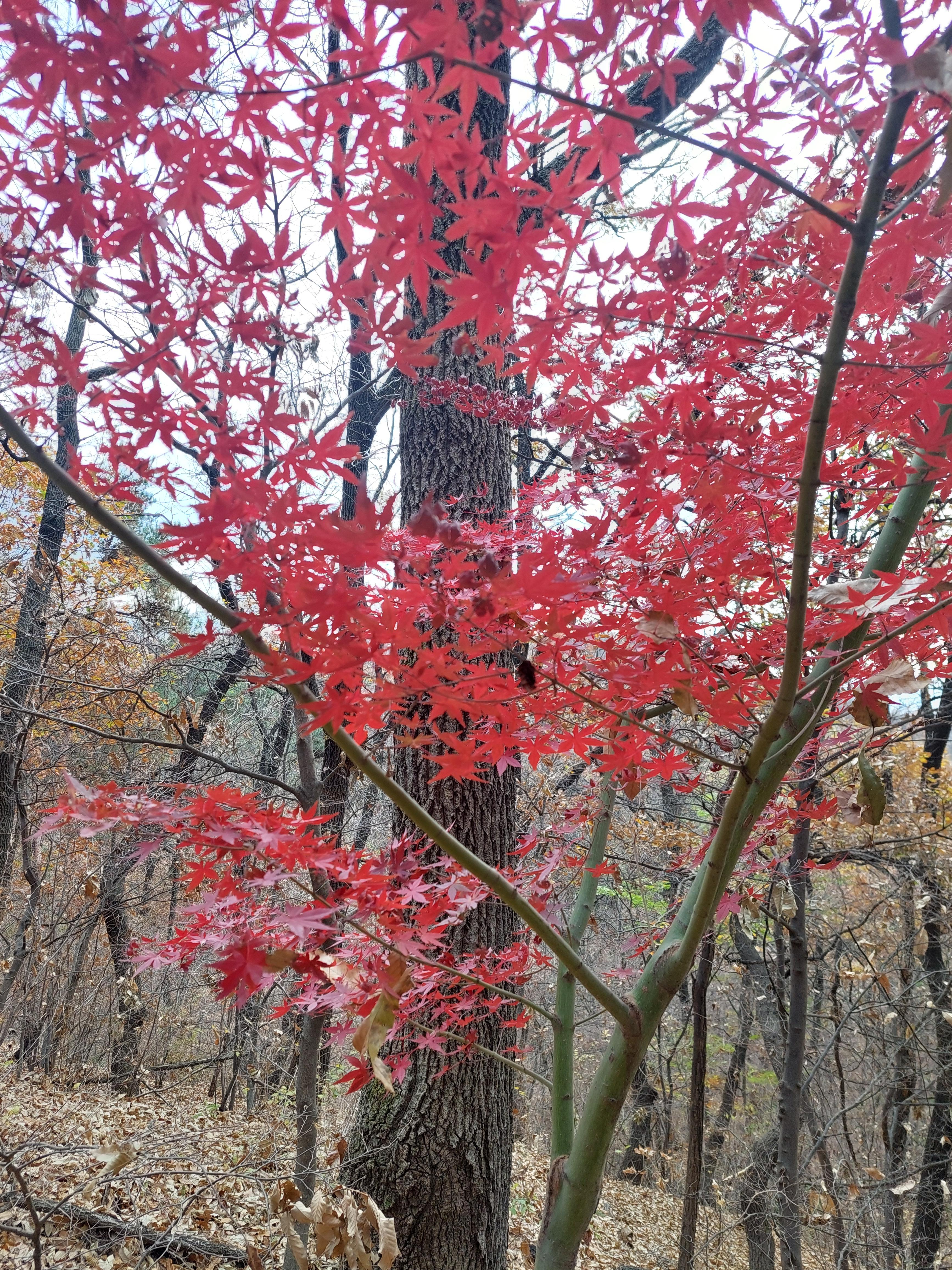 안산