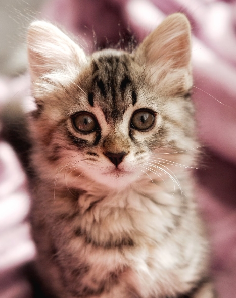 겨울철 반려동물 보온 관리법과 건강 유지 팁