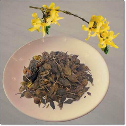 개나리 열매 효능